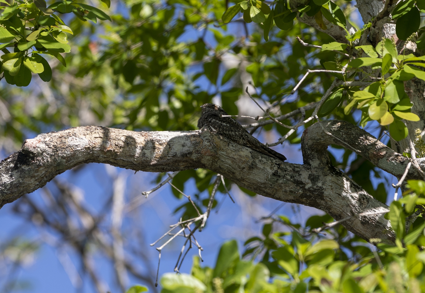 Lesser Nighthawk, New River, Belize
